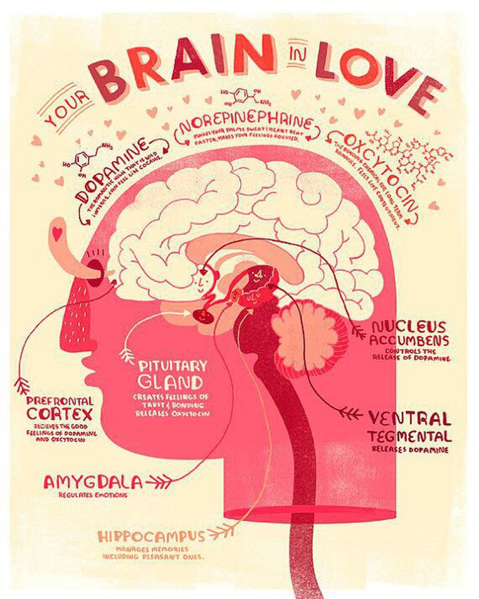 Your brain in love ❤️