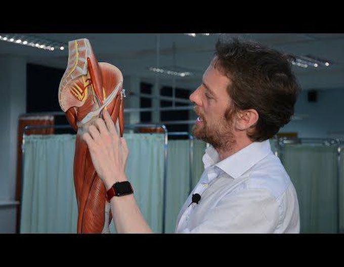 Introduction to the nerves of the lower limb