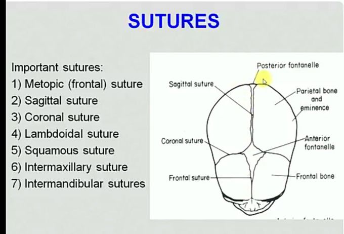 Intermaxillary suture store