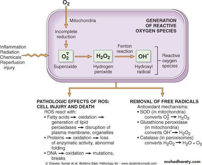Free Radical Injury