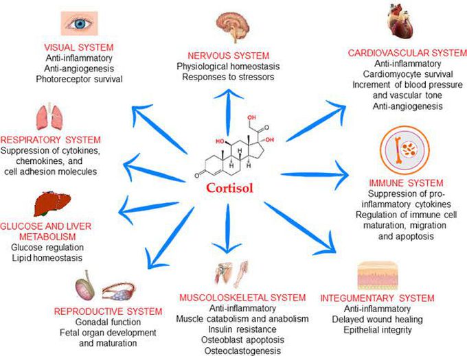 Cortisol Function