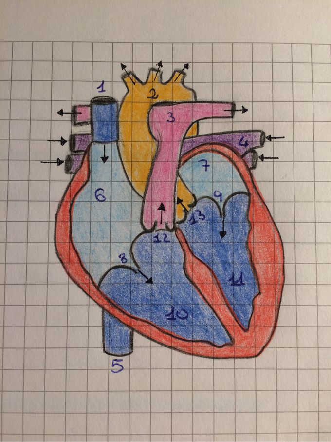 Corazón