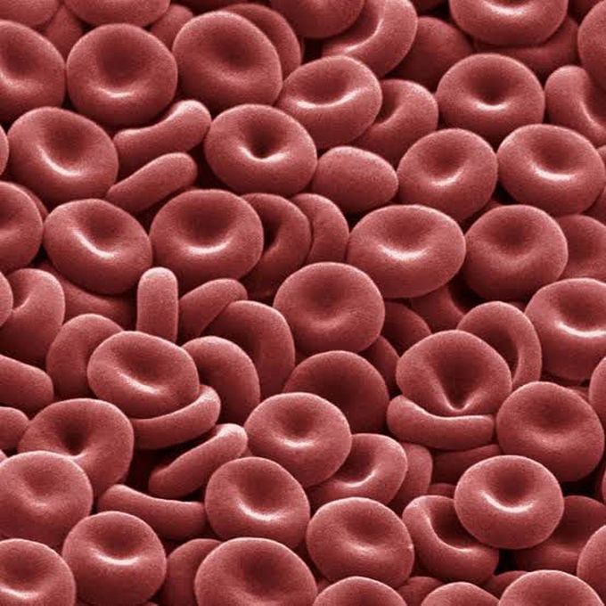 Red Blood cells