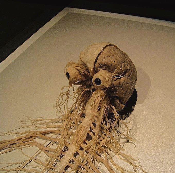 Don't we all look cute with just the nervous system and the eyes. 👀 