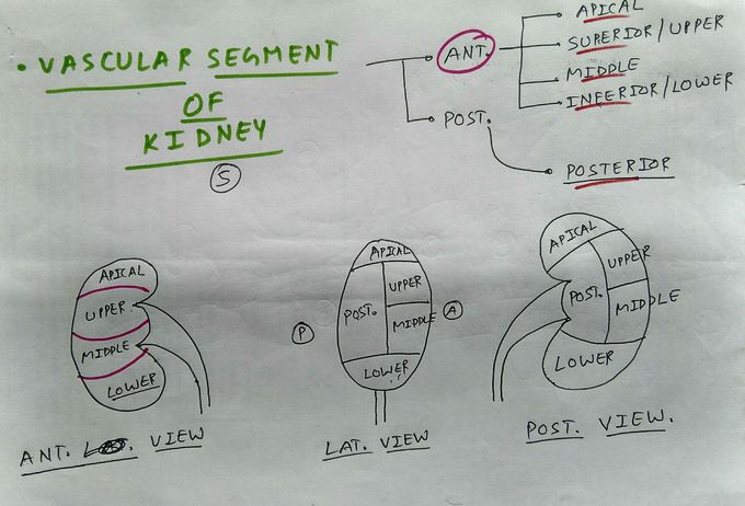 Vascular segment of kidney