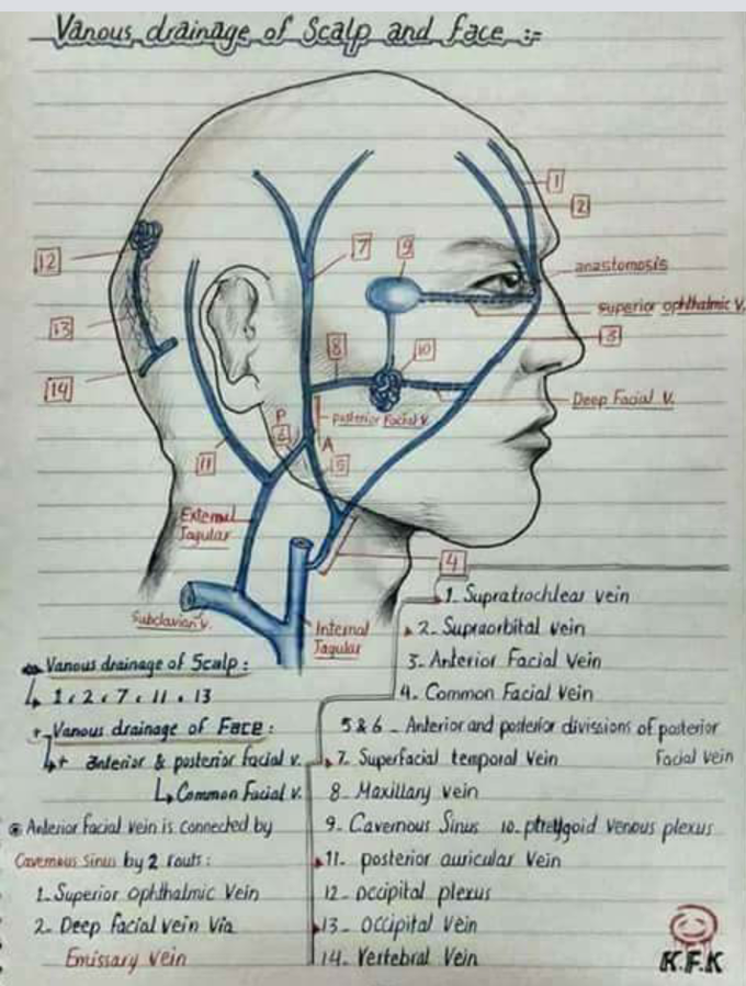 vanous drainage of sclap and face