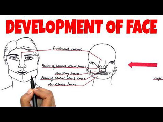 Embryology of Face