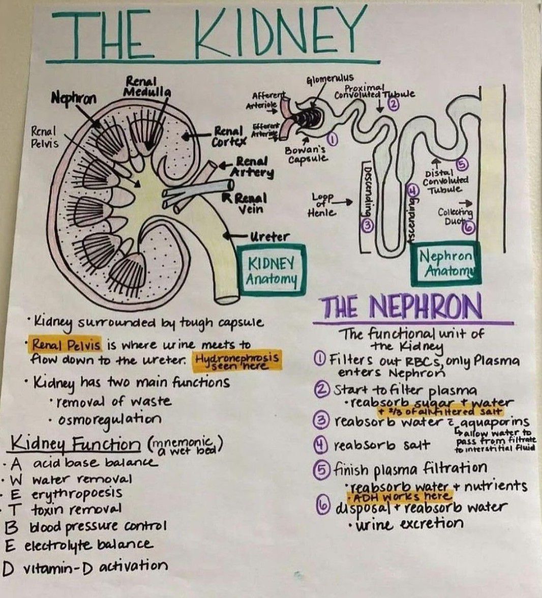 The Kidney - MEDizzy