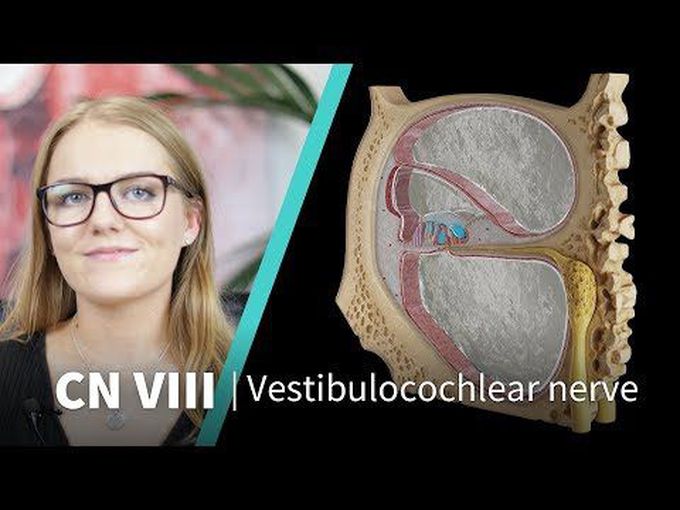 Course and Function of Vestibulocochlear Nerve
