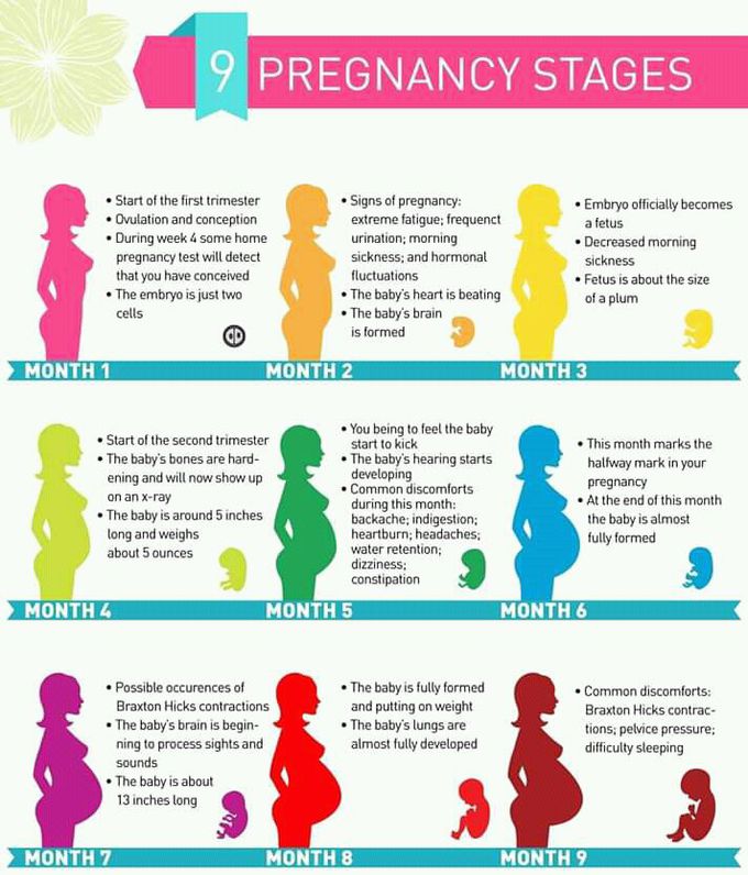 Pregnancy 9months circulation