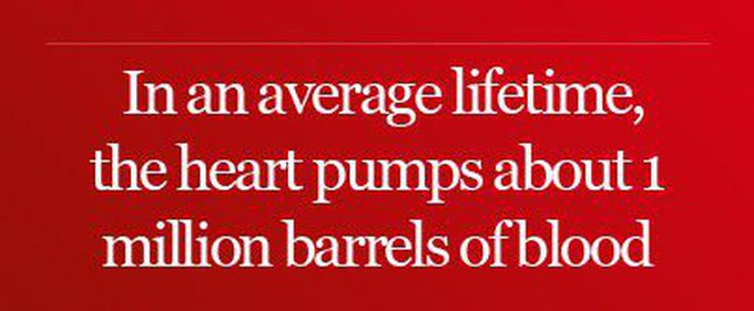 Heart fact💓
