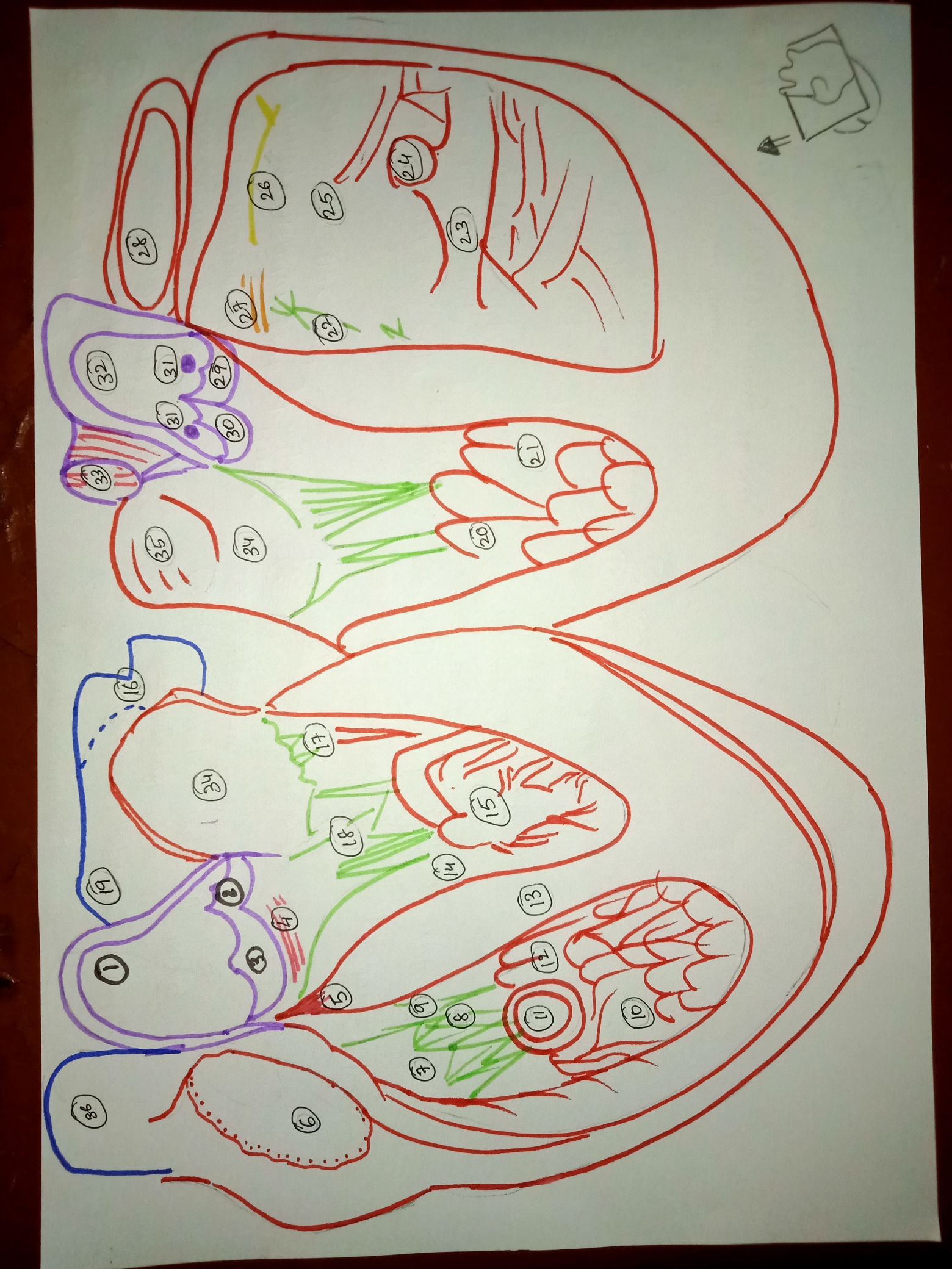 Come eseguire l'incannulamento della vena giugulare interna - Medicina di  terapia intensiva - Manuali MSD Edizione Professionisti, image size:1560x2080