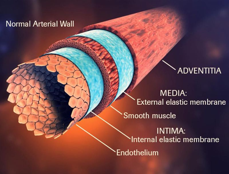 Normal arterial wall composition - MEDizzy