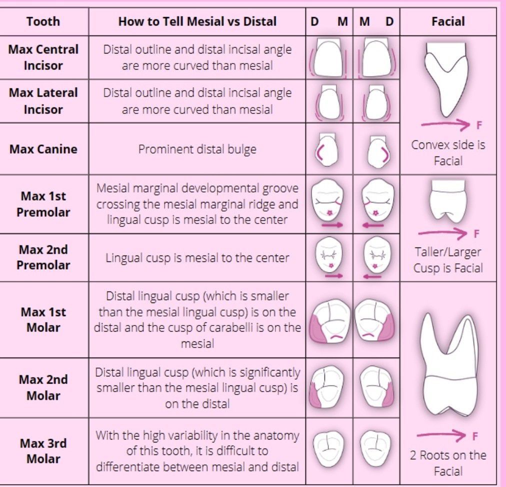 teeth-anatomy-ii-medizzy