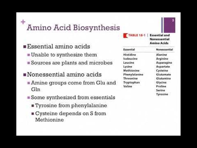 Biosynthesis of Amino acids