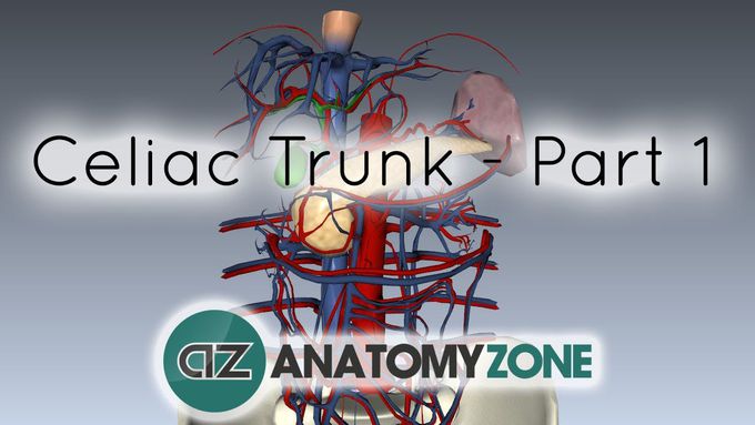Celiac Artery/Trunk - Part 1 - Anatomy Tutorial