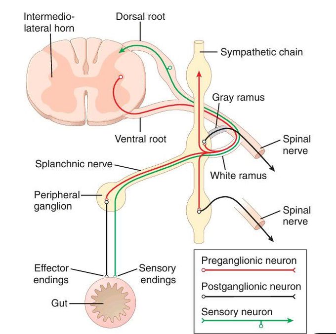 Nerve connections