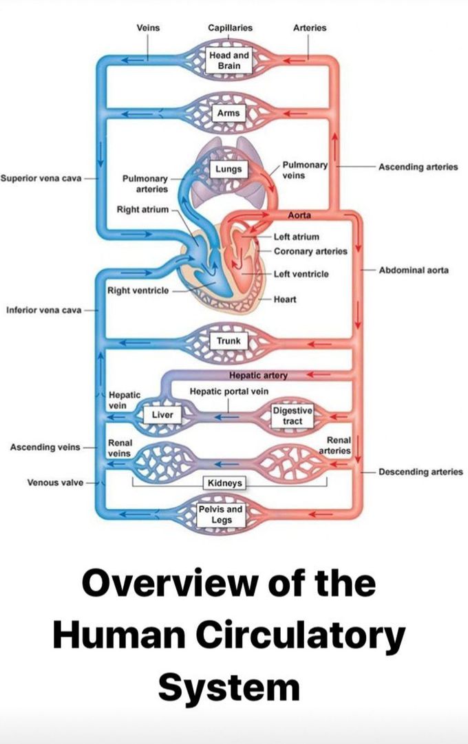 Systematic circulation