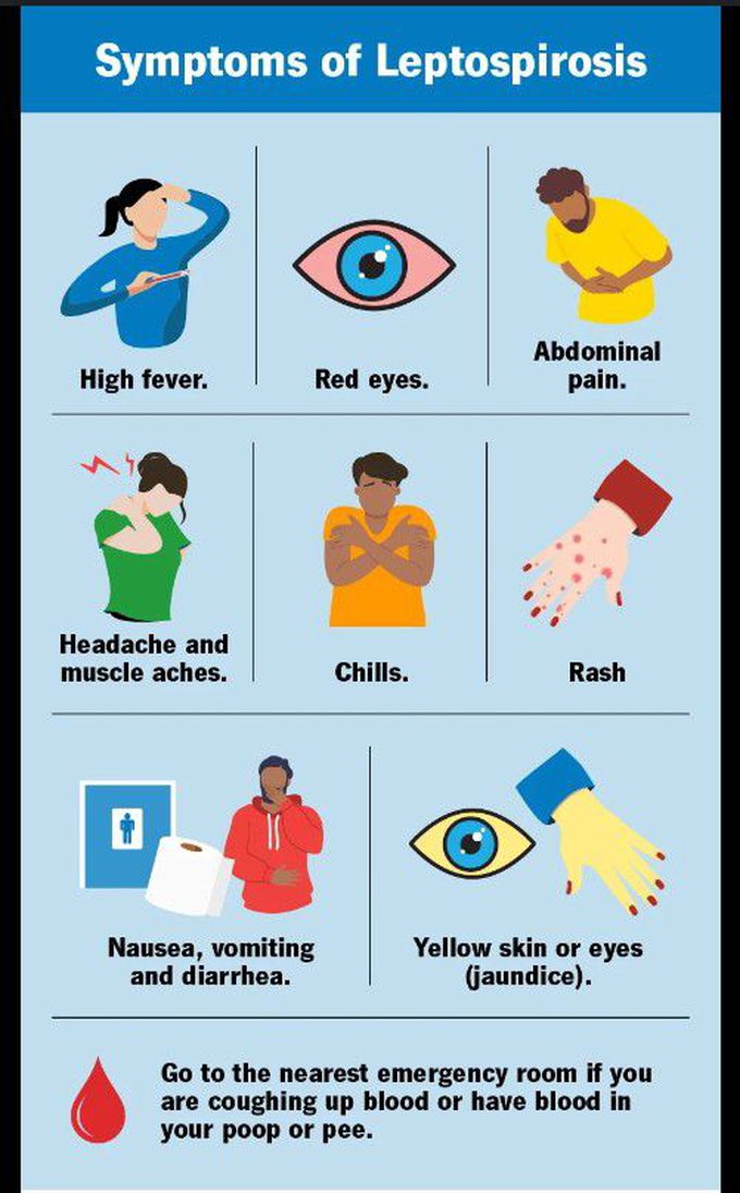 Symptoms of Leptospirosis