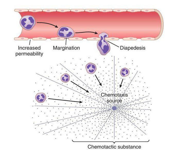 Neutrophils