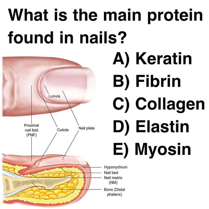 Main protein in the nails