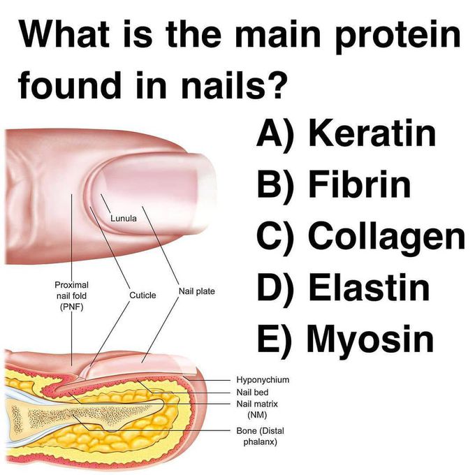 Main protein in the nails