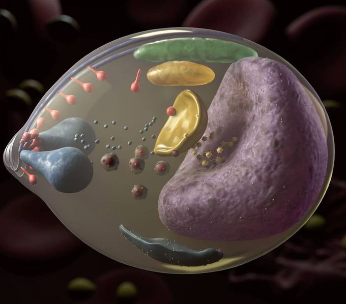 Pasmodium falciparum   It is one of the deadlist cause of maleria in human