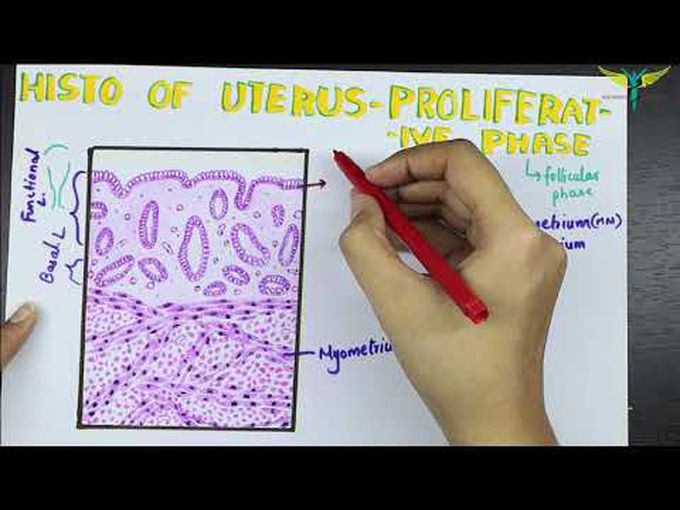 Histology- uterus
