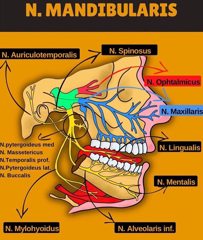 Mandibular Nerve - MEDizzy