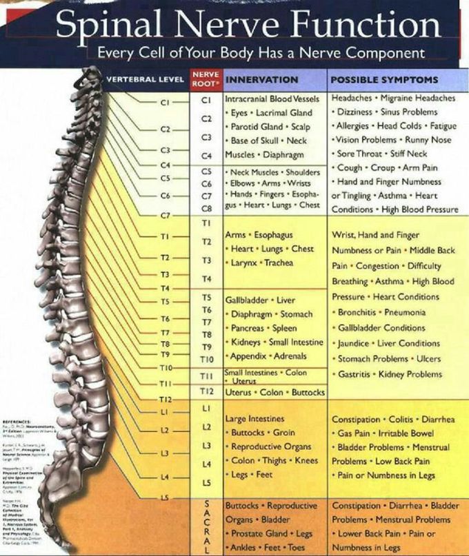 #spinal #Nerf #nerve