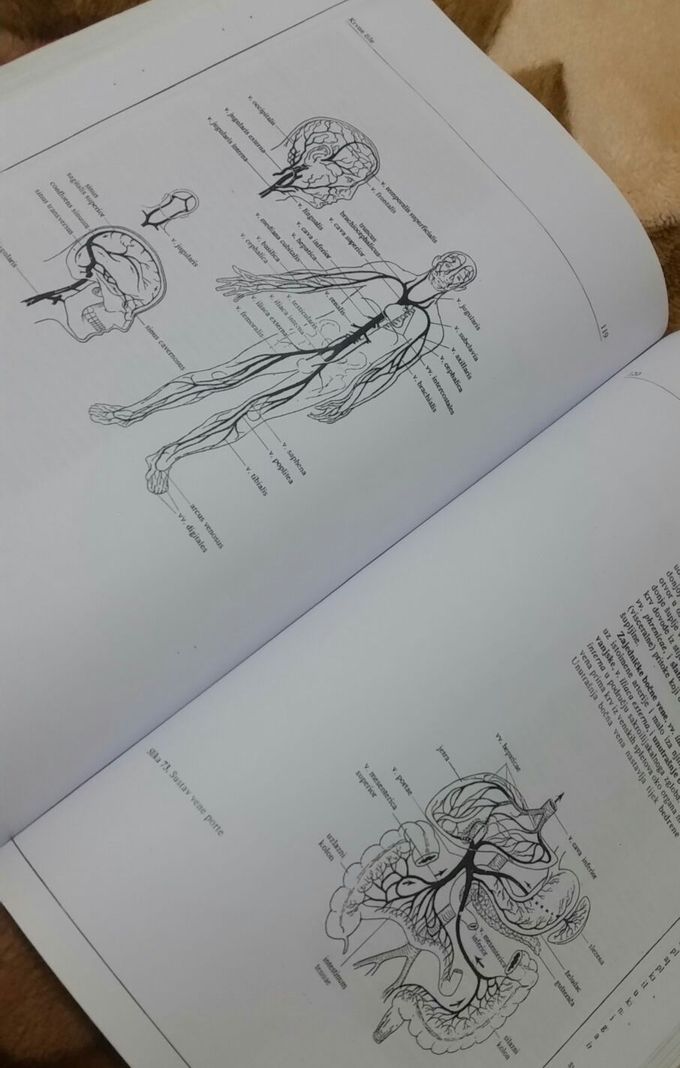 Veins of human body