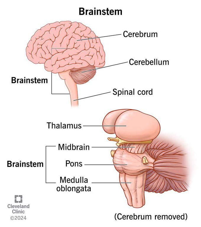 Brain stem