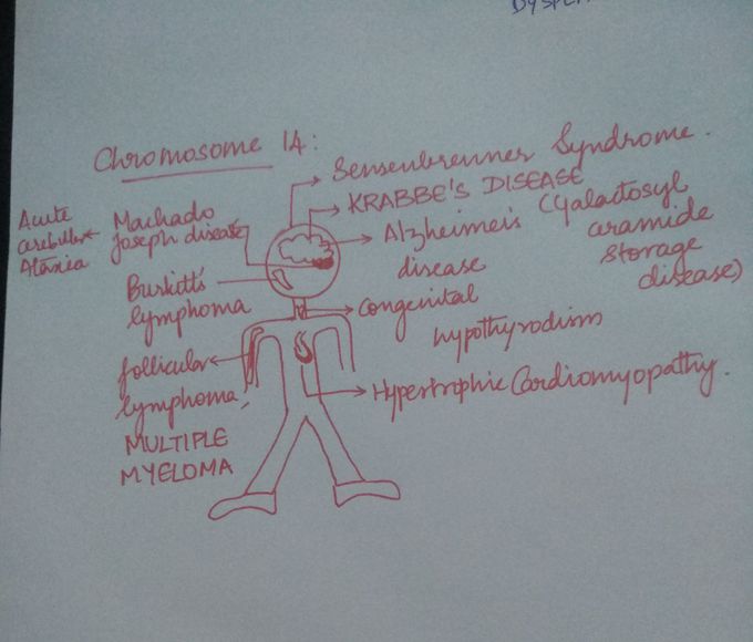 Chromosome "14"