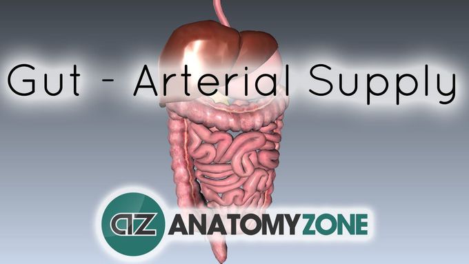 Blood Supply to the Gut (Introduction) - Part 1 (Arterial Supply)