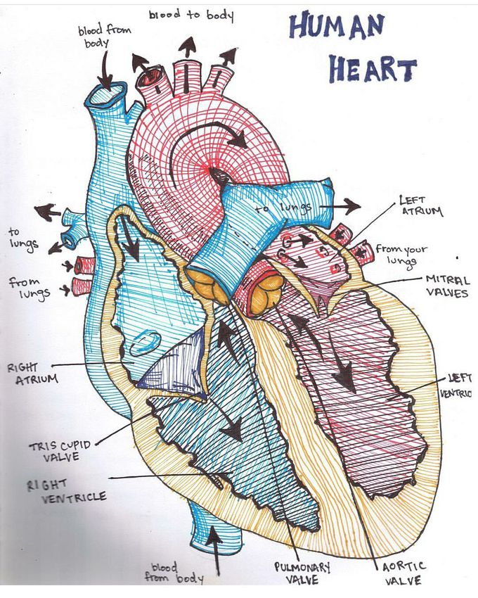 Human Heart....