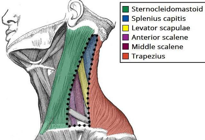 Posterior Triangle of the neck