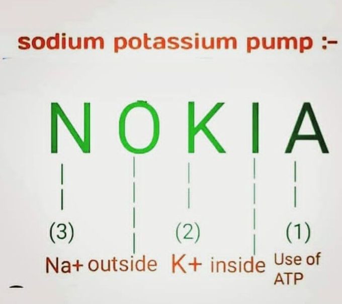 Sodium potassium pump