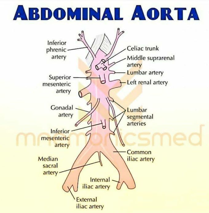 ABDOMINAL AORTA
