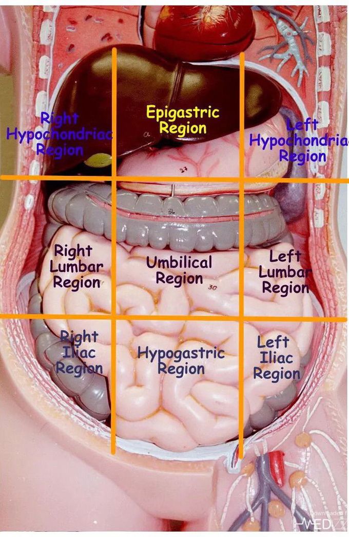 Parts of the Stomach