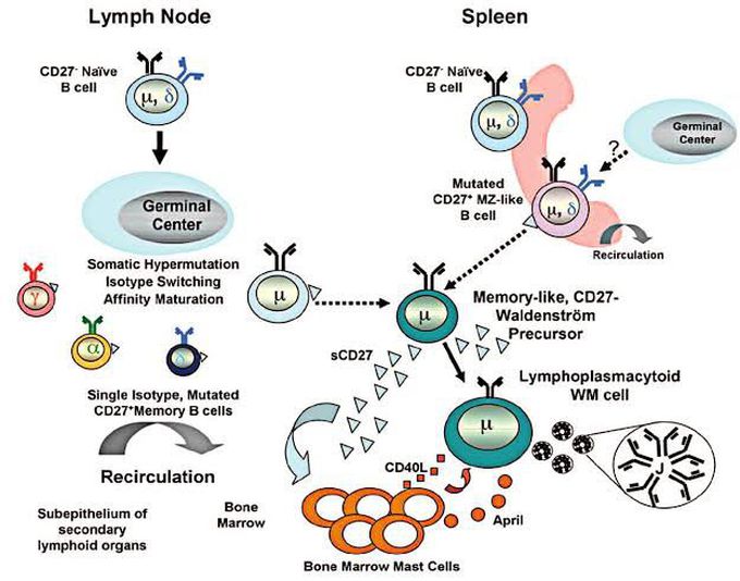 Cause of waldenstorm macroglobulinemia - MEDizzy