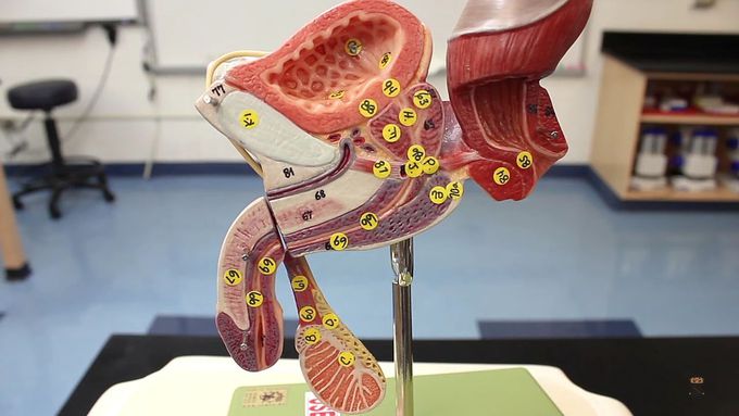 Male Reproductive System