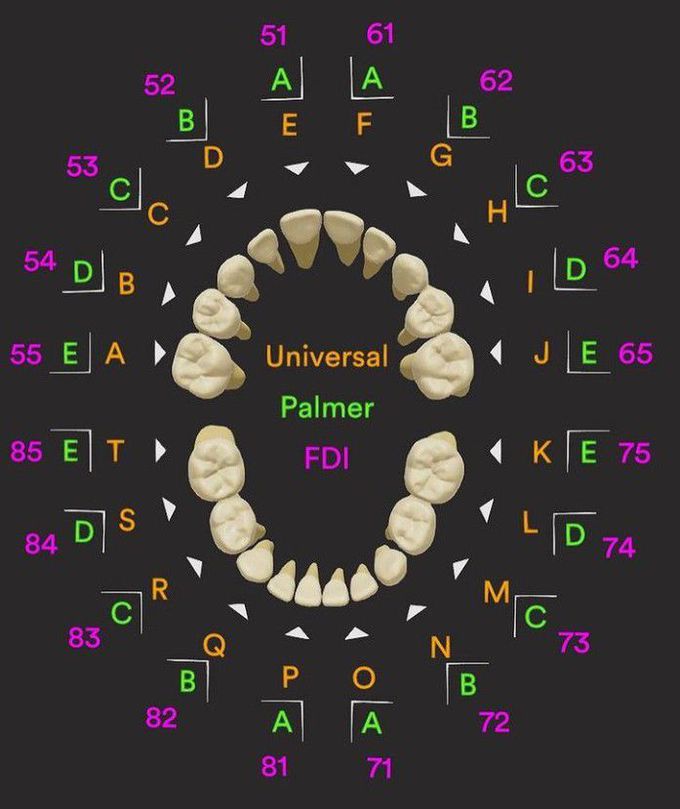 Tooth Numbering System- Deciduous Teeth