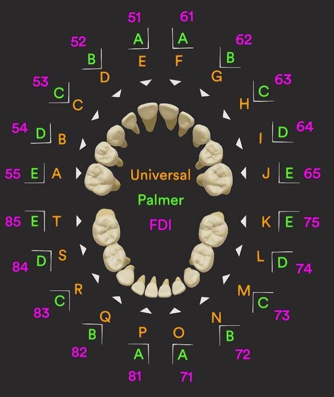 Tooth Numbering System- Deciduous Teeth - MEDizzy