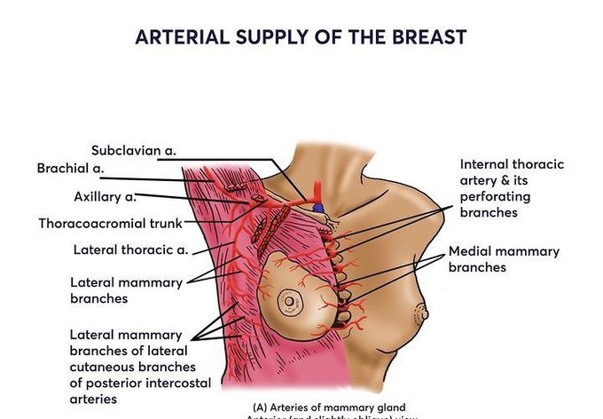 Arterial supply of breast