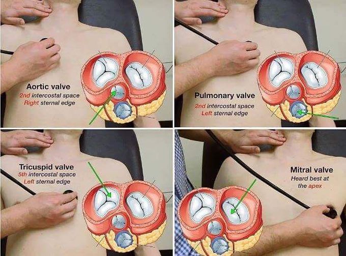Auscultation points
