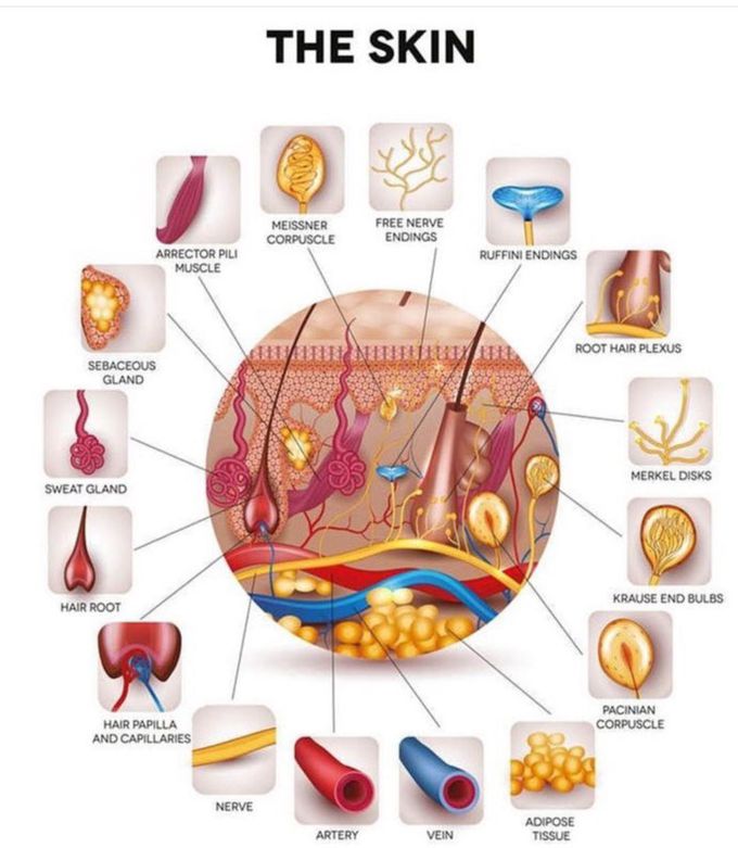 The  skin is characterised by  two  main  components .