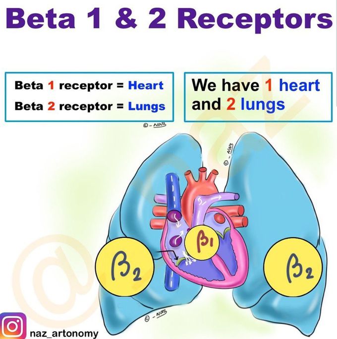 Beta 1 and 2 receptors