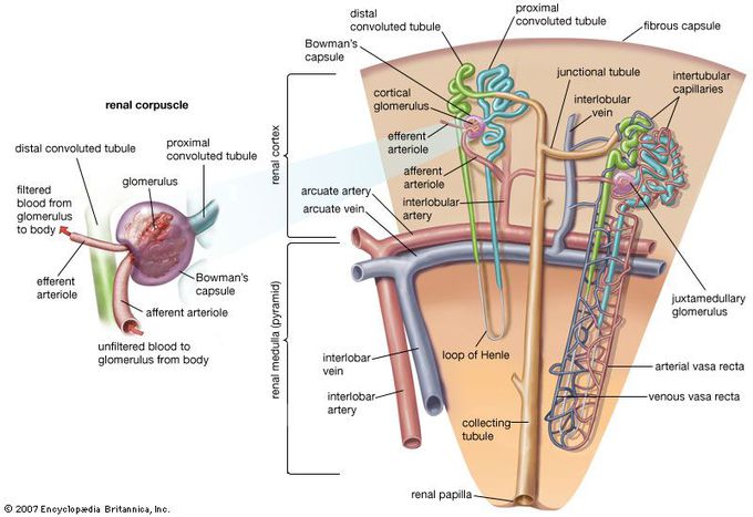 Nephron structural and functional unit of kidney