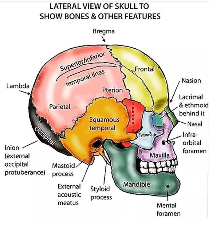 The Skull