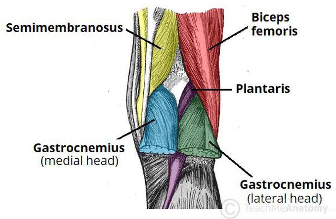 Popliteal fossa